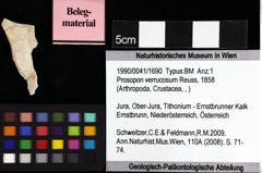 Foto (Objket + Etiketten) von Munitheites kuepperi (Fraaije et al., 2019) 